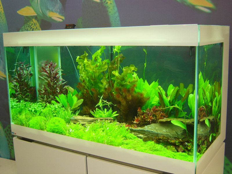 אקווריום משרדי